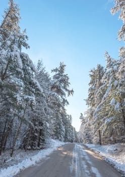 Bright sunny and frosty winter morning finds the forests draped frozen in fresh fallen snow.