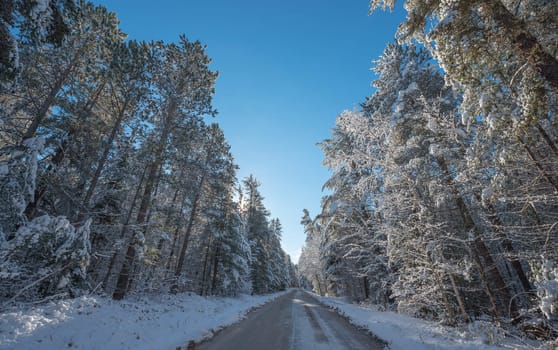 Bright sunny and frosty winter morning finds the forests draped frozen in fresh fallen snow.