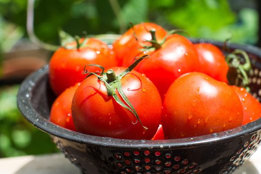 Fresh red garden tomtoes raw ingredient healthy