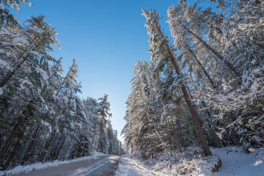 Bright sunny and frosty winter morning finds the forests draped frozen in fresh fallen snow.