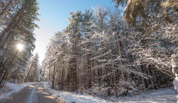 Bright sunny and frosty winter morning finds the forests draped frozen in fresh fallen snow.