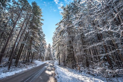 Bright sunny and frosty winter morning finds the forests draped frozen in fresh fallen snow.