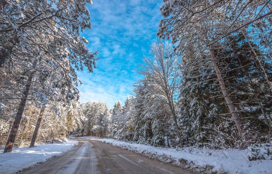 Bright sunny and frosty winter morning finds the forests draped frozen in fresh fallen snow.