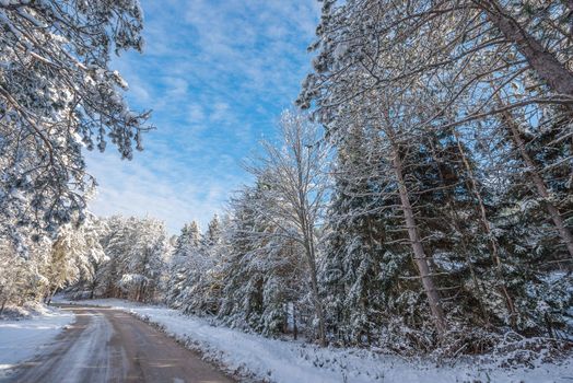 Bright sunny and frosty winter morning finds the forests draped frozen in fresh fallen snow.