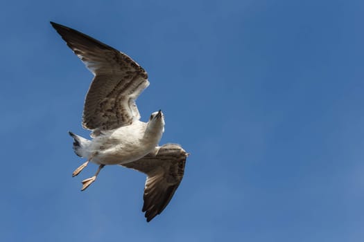 Seagull flying on blue sky and looking into camera