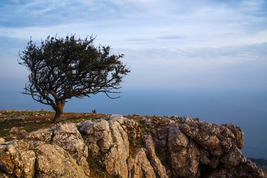 landscape with a lonely pine tree on the background of the sea