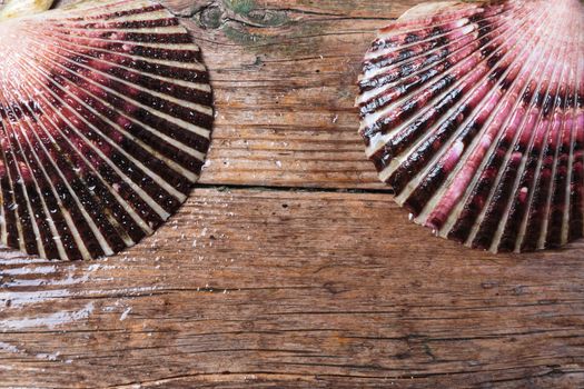 Wet scallop shells with drops on wooden background