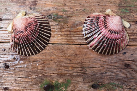 Wet scallop shells with drops on wooden background