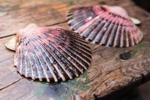 Wet scallop shells with drops on wooden background