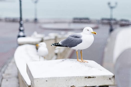 Gull is sitting on the snow in city a winter day