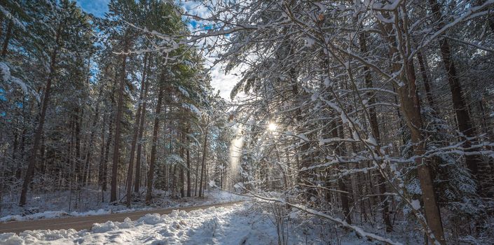 The sun provides a backlit view of snow falling from a branch of a pine tree.  Frosty winter morning, forests draped in frozen snow.