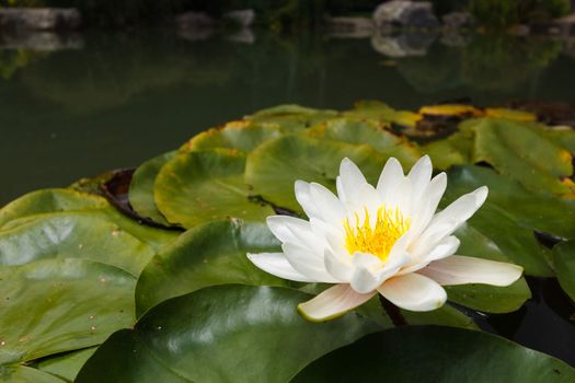 White water plant in a pond, water lily