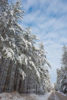 Bright sunny and frosty winter morning finds the forests draped frozen in fresh fallen snow.