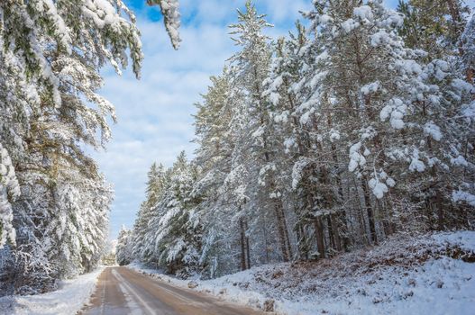 Bright sunny and frosty winter morning finds the forests draped frozen in fresh fallen snow.