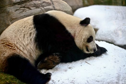 Giant panda is sleeping on snow