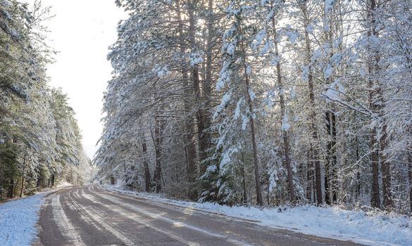 Bright sunny and frosty winter morning finds the forests draped frozen in fresh fallen snow.