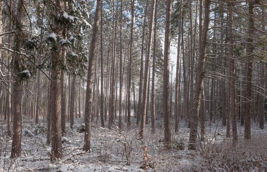 Bright frosty winter morning amongst tall pines in a forest.  Branches and boughs draped frozen in snow.