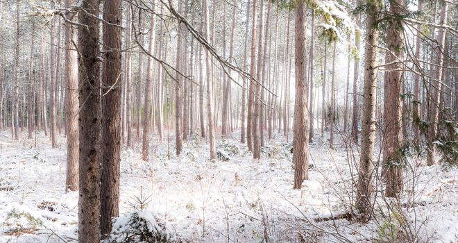 Bright frosty winter morning amongst tall pines in a forest.  Branches and boughs draped frozen in snow.