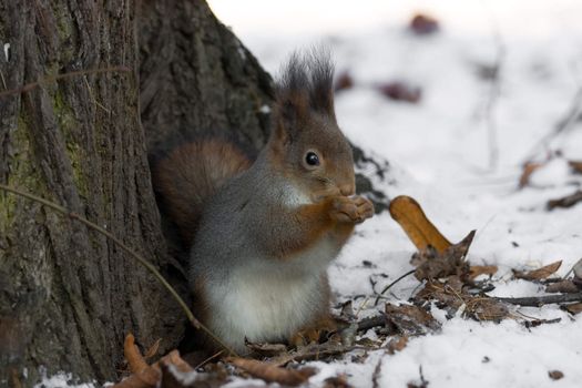 The photograph shows a squirrel near a tree