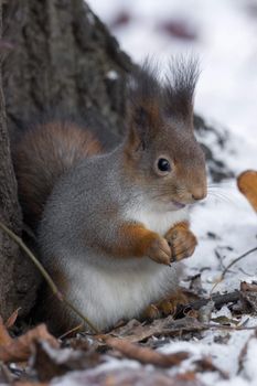 The photograph shows a squirrel near a tree