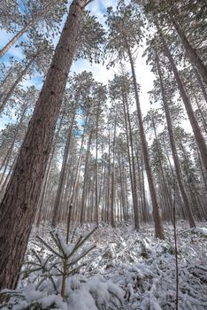 Bright frosty winter morning amongst tall pines in a forest.  Branches and boughs draped frozen in snow.