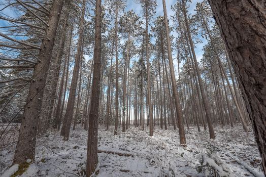 Bright frosty winter morning amongst tall pines in a forest.  Branches and boughs draped frozen in snow.