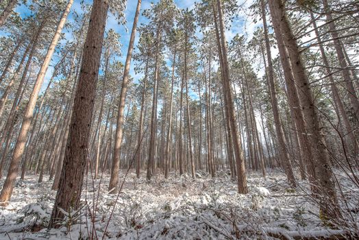 Bright frosty winter morning amongst tall pines in a forest.  Branches and boughs draped frozen in snow.