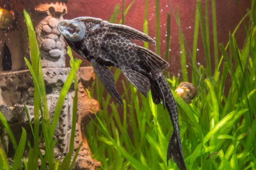 Fish Ancistrus Ancistrus dolichopterus in a home freshwater aquarium