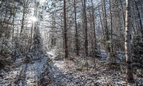 Sun shines brightly through a young forest of trees and bushes.  Beautiful backlit niche in the bush.