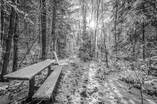 A snow covered bench in the woods along a walking trail. - Foot path in winter woods. Fresh fallen snow with backlit trees on winter day.