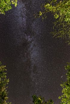 The Milky Way, tree branches in the corners