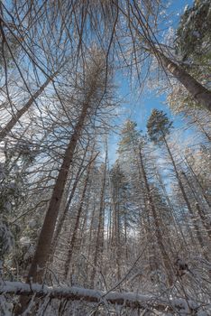 Bright frosty winter morning amongst tall pines in a forest.  Branches and boughs draped frozen in snow.