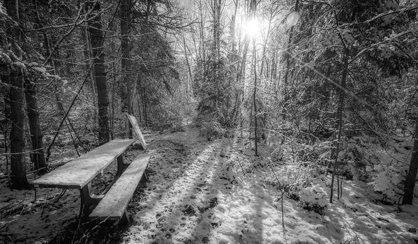 A snow covered bench in the woods along a walking trail. - Foot path in winter woods. Fresh fallen snow with backlit trees on winter day.