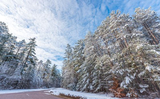 Bright sunny, frosty winter morning finds tall pine forests lightly covered in fresh fallen snow.