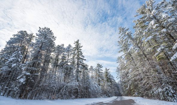 Bright sunny, frosty winter morning finds tall pine forests lightly covered in fresh fallen snow.