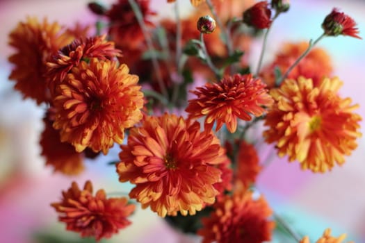 Beautiful bouquet of chrysanthemums in red colors