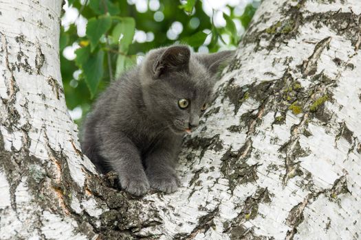 The photo depicts a kitten sitting in a tree