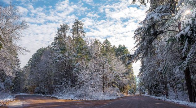 Bright sunny, frosty winter morning finds tall pine forests lightly covered in fresh fallen snow.