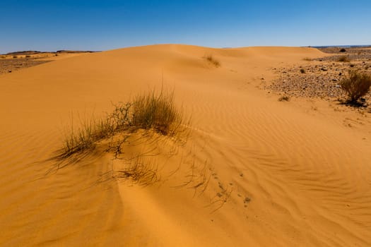 sand dune with grass in the Sahara desert, Morocco
