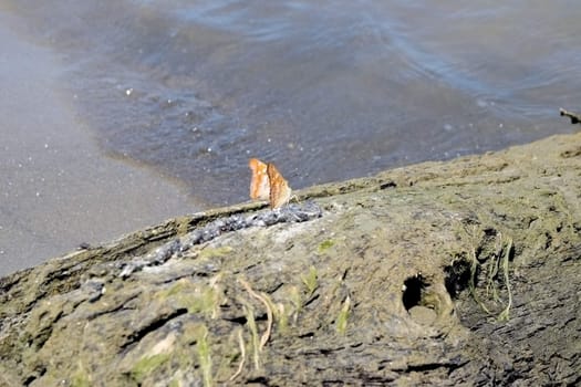 Multicolored butterfly rests on a dry trunk. Summer slowly floating on the Danube River