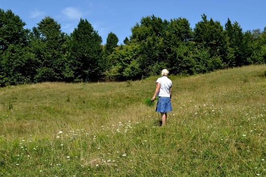 Young woman picking flowers in a meadow in the mountains. Forest near. Summer sees blue skies on the horizon