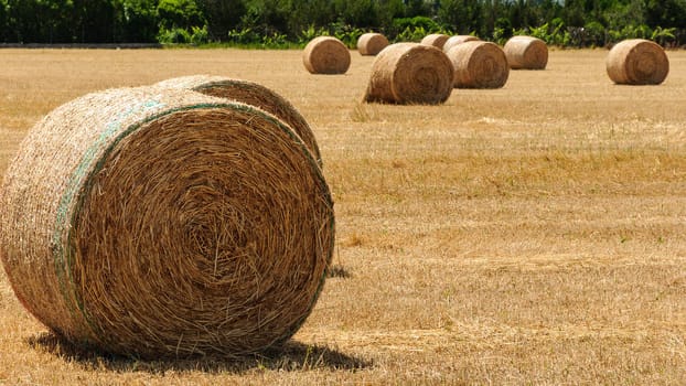 Straw bales on a wheat field mown