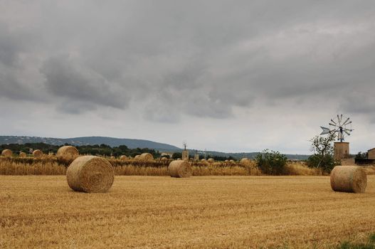 Wheat field mowing a stormy day