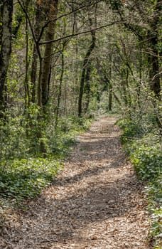 Footpath in summer green forest in Astroni Park near Naples, Italy