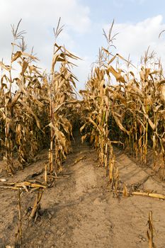   an agricultural field on which grows mature yellowed corn. autumn.