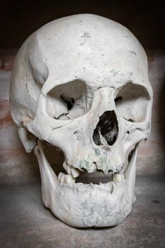 Human skull found  inside a Christian catacomb.