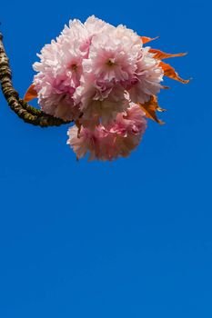 Cherry blossom flower at the blue sky