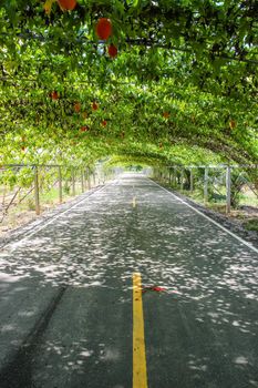 Momordica tree natural tunnel on asphalt road in organic farm