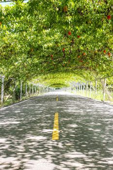 Momordica tree natural tunnel on asphalt road in organic farm