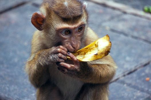 Cutey monkey was eating banana, even finish still bite it, maybe it was very hungry, try to get some more on peel, the way it bite was attractive, and i shot it far away with my zoom lens and don't make any disturb.